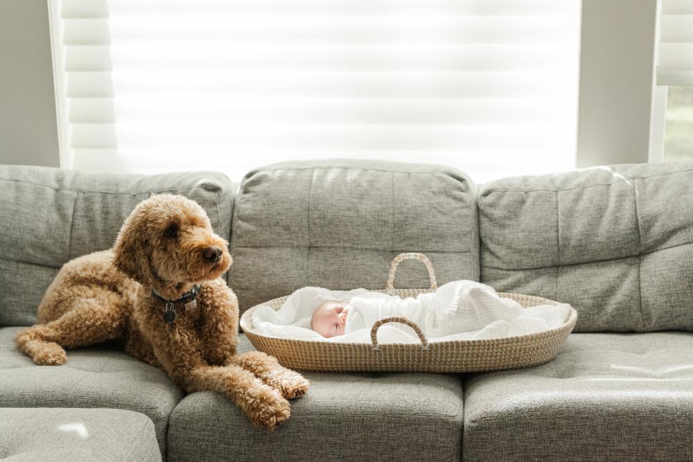 Newborn baby resting in a basket beside family dog on couch, a sweet moment captured after booking a newborn session.